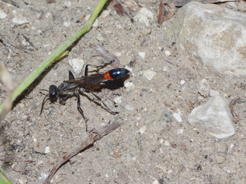 Reportage : Sphecidae, Ammophila sabulosa