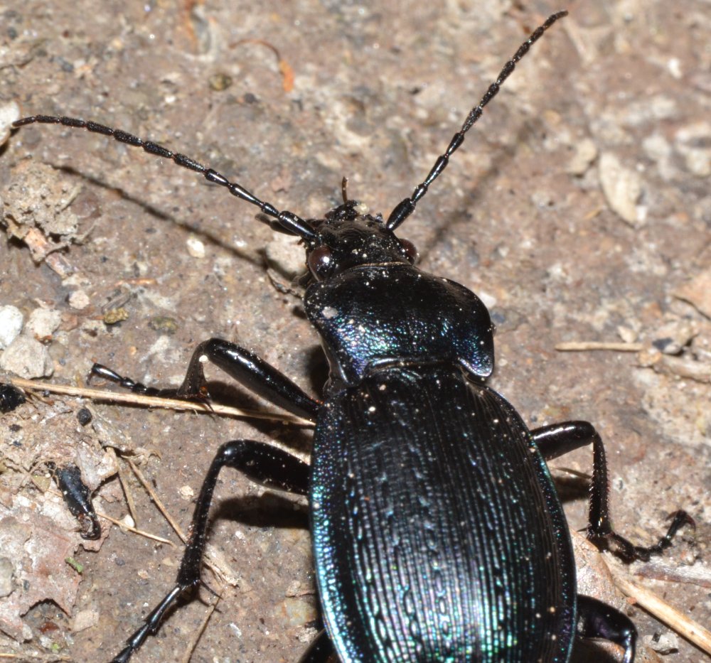 ID Carabus sp. - C. catenulatus