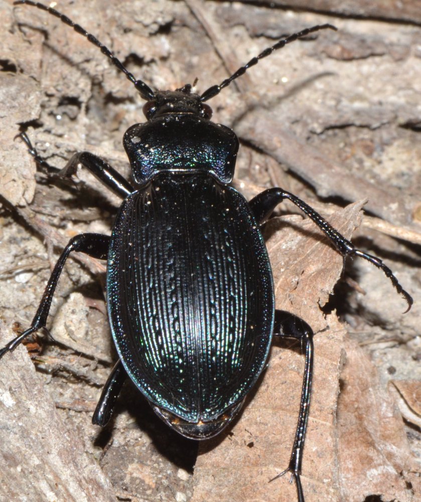 ID Carabus sp. - C. catenulatus