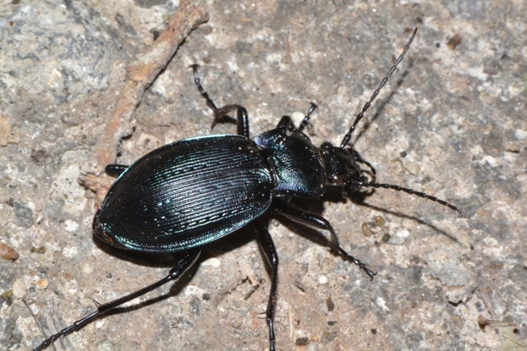 ID Carabus sp. - C. catenulatus