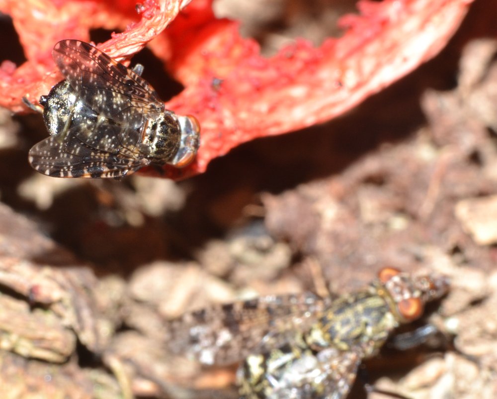 Platystoma sp.