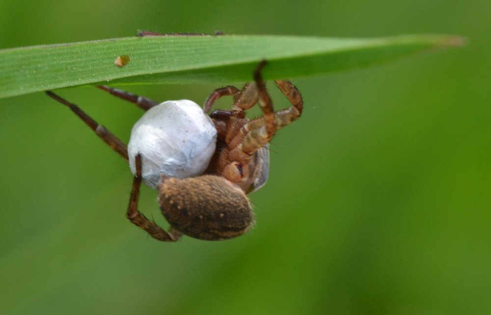 Mamma Lycosidae con uova (Trochosa sp.)