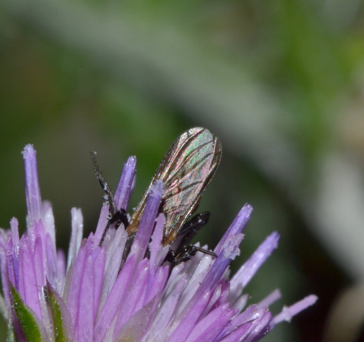 Empididae (Empis pennipes)