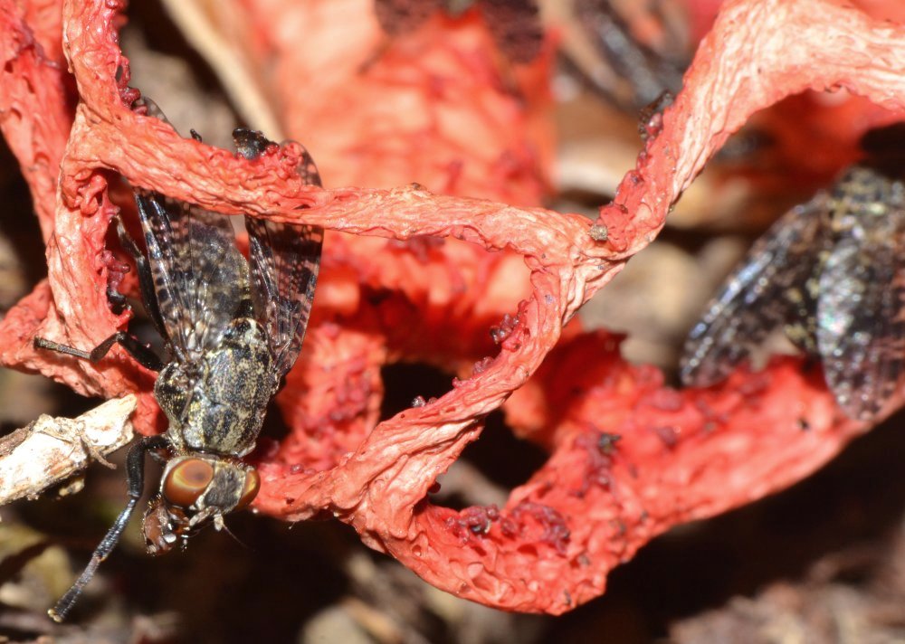 Platystoma sp.