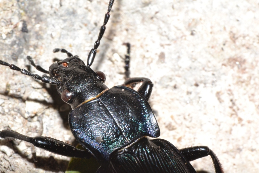 ID Carabus sp. - C. catenulatus