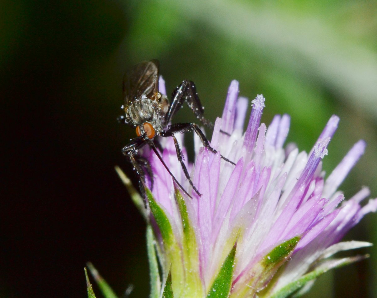 Empididae (Empis pennipes)