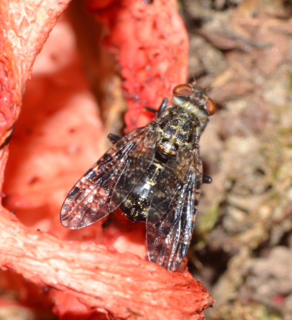 Platystoma sp.