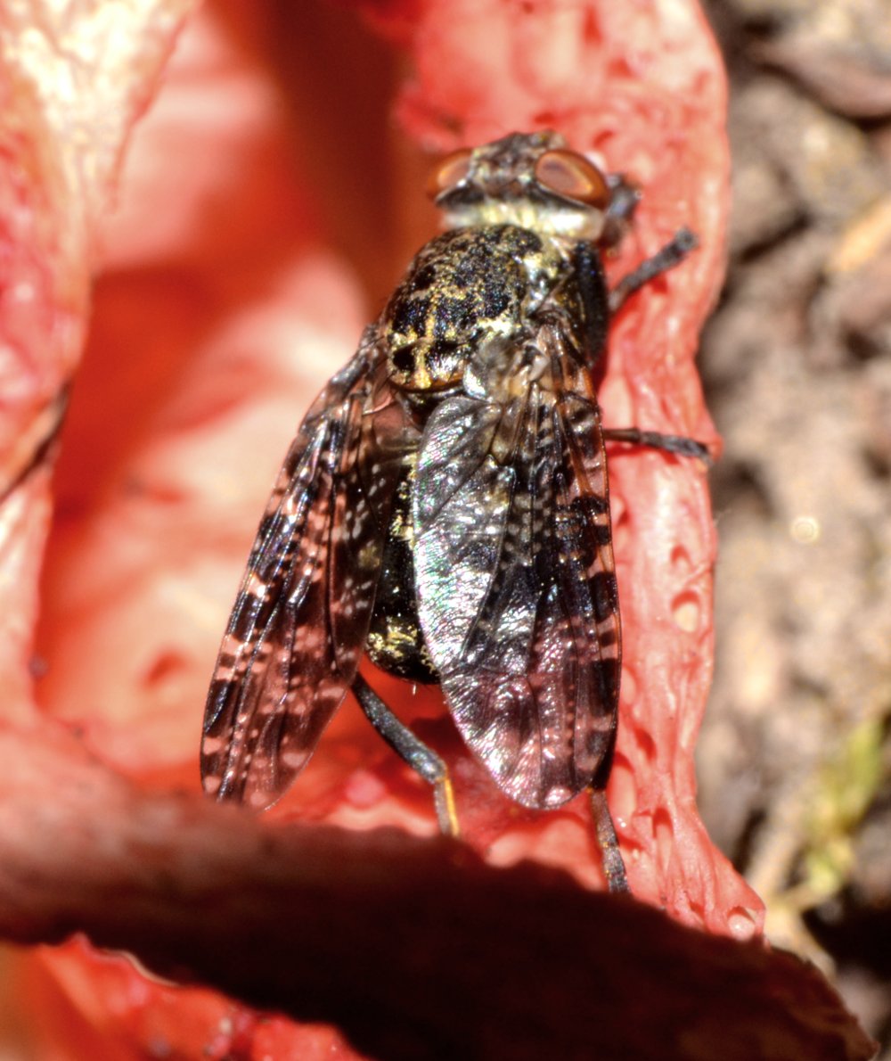 Platystoma sp.