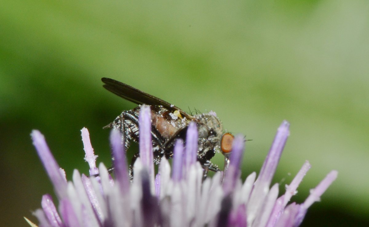 Empididae (Empis pennipes)