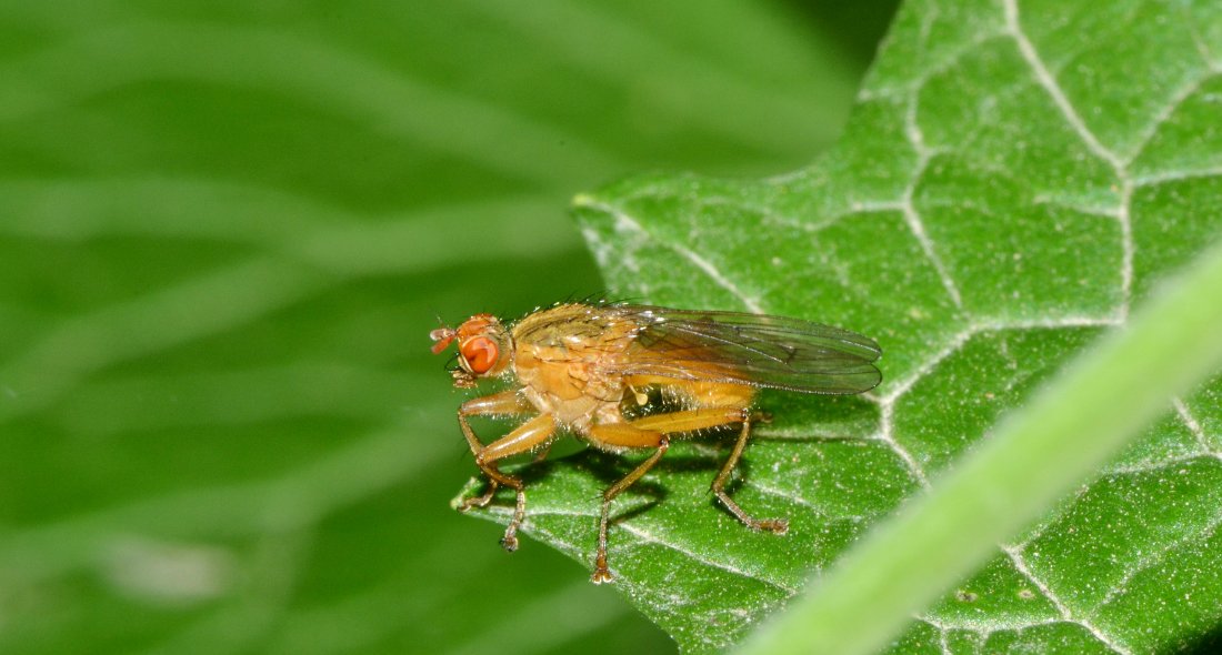 Scatophagidae