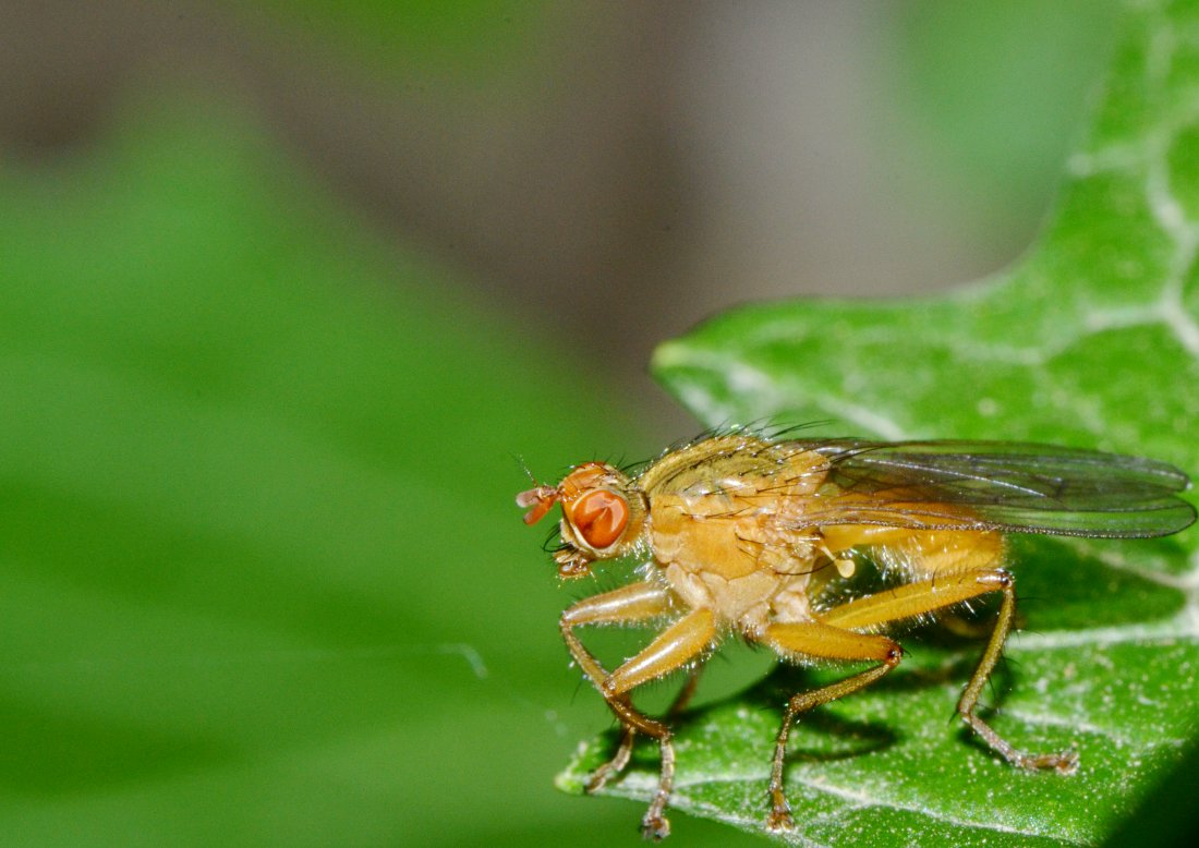 Scatophagidae