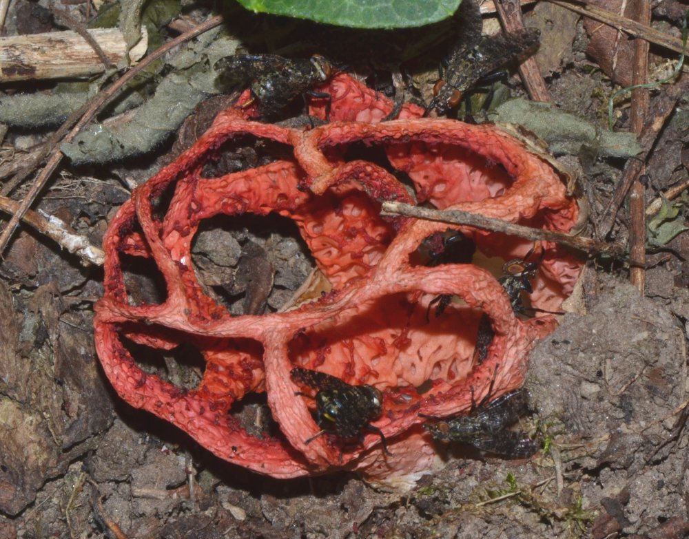 Platystoma sp.