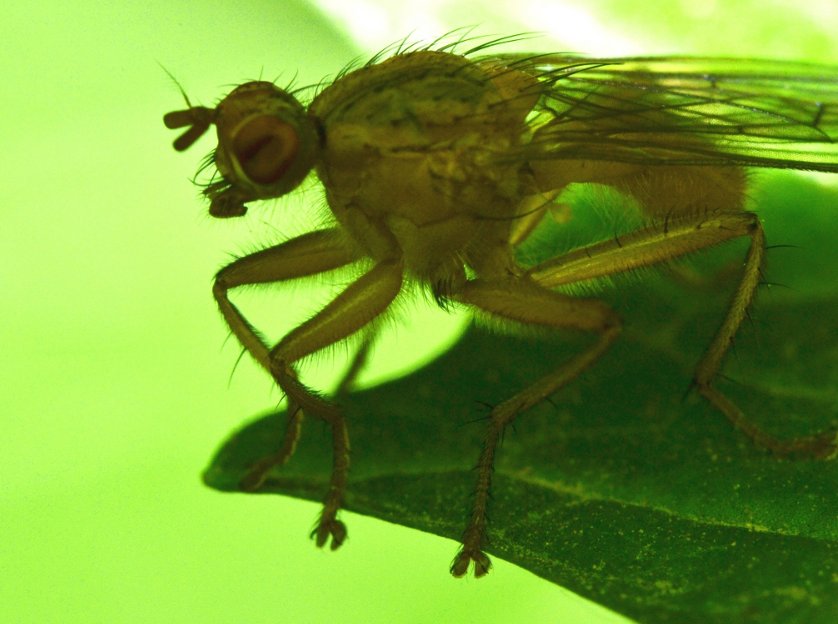 Scatophagidae