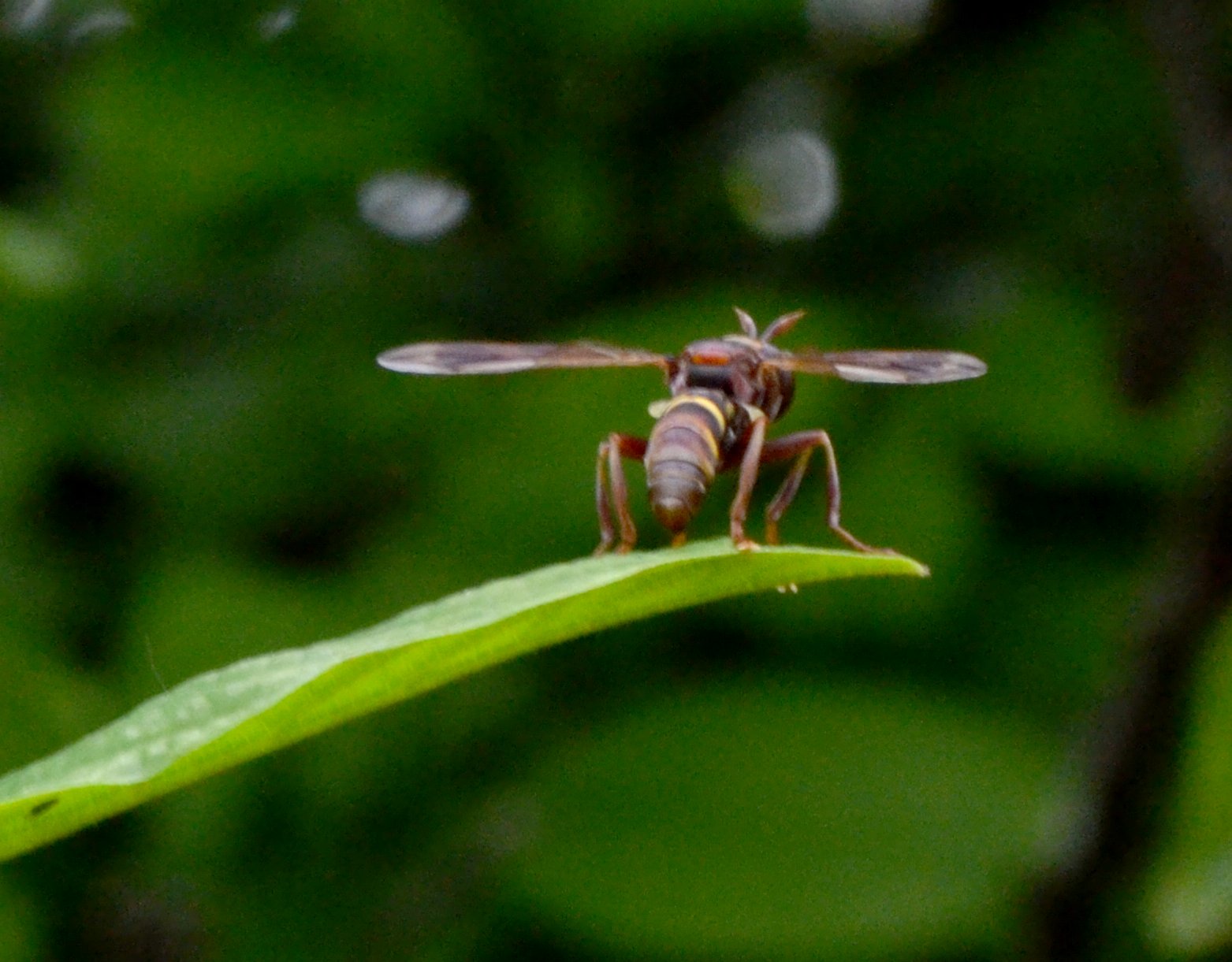 Sfida tra emulatori: Stratiomys cenisia