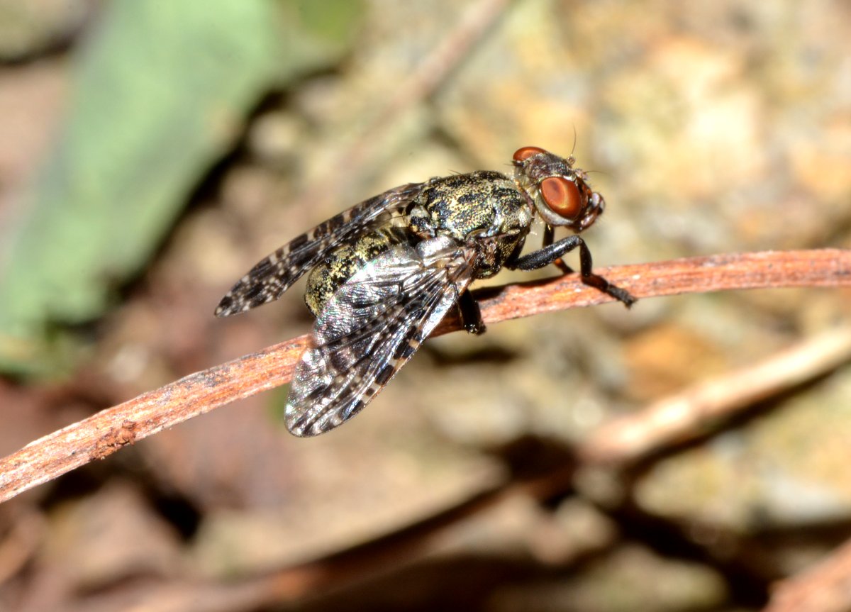 Platystoma sp.