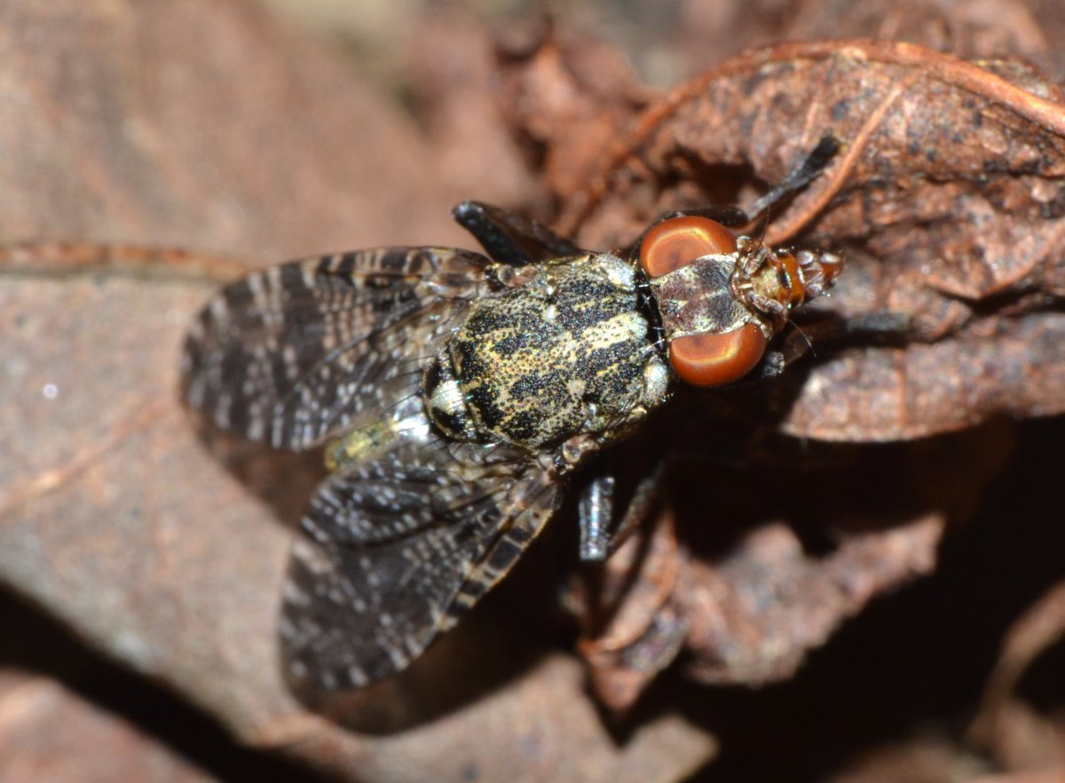 Platystoma sp.