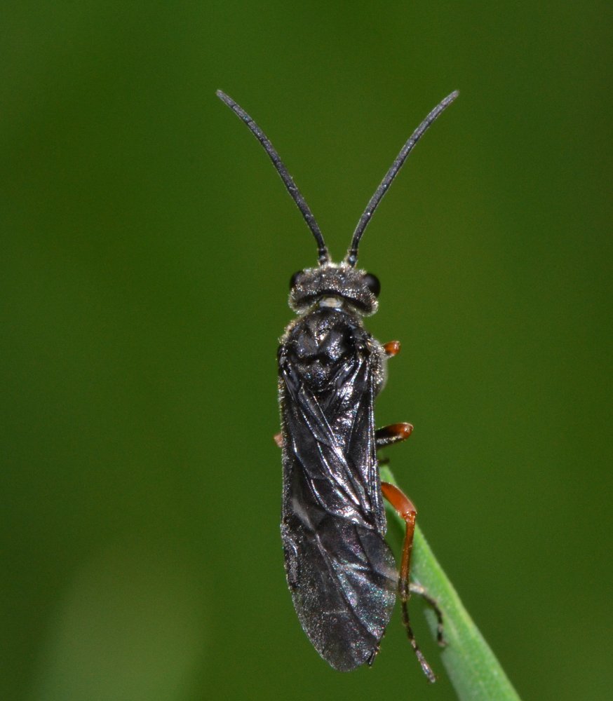 ID imenottero: Pamphiliidae?