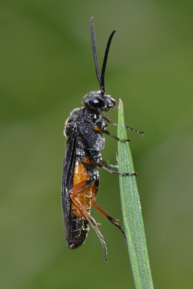 ID imenottero: Pamphiliidae?