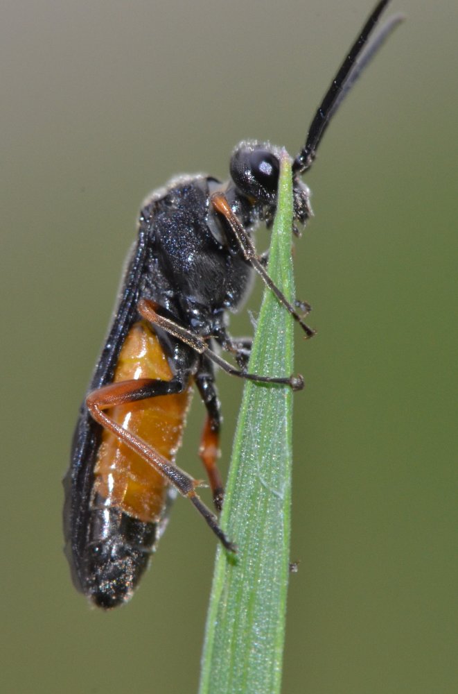 ID imenottero: Pamphiliidae?