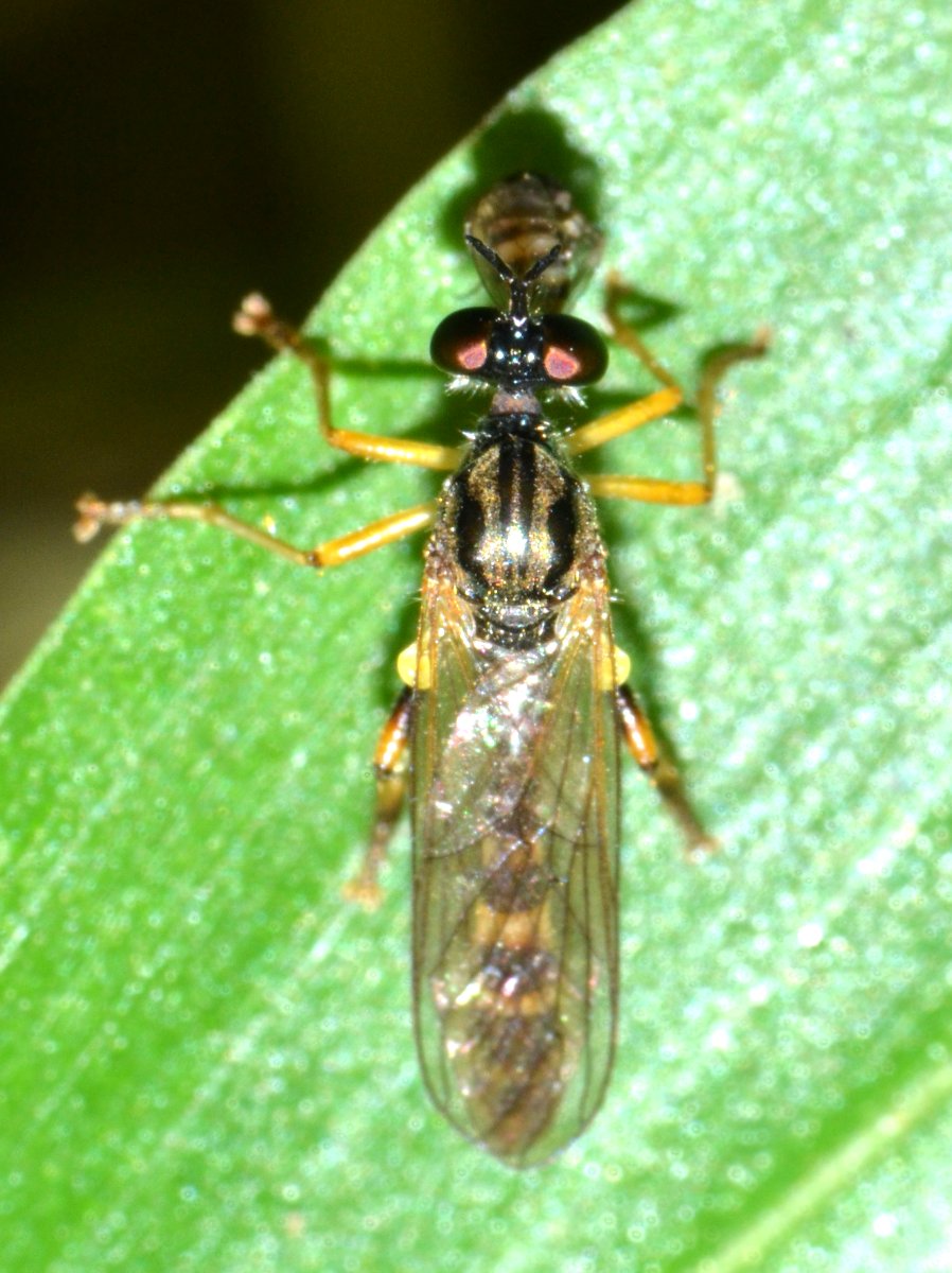 Asilidae Dioctria sp.  con preda (Drosophilidae)