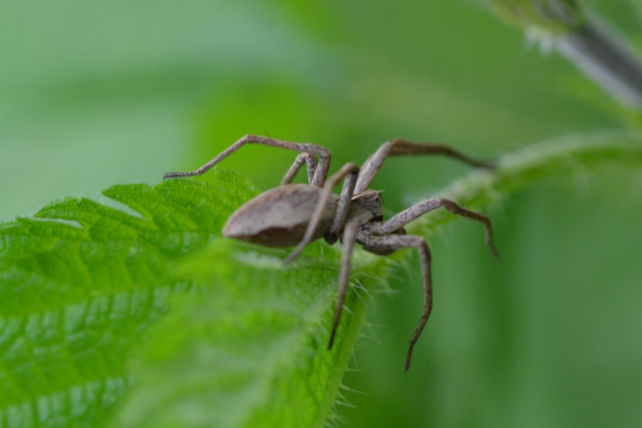 Pisaura sp.