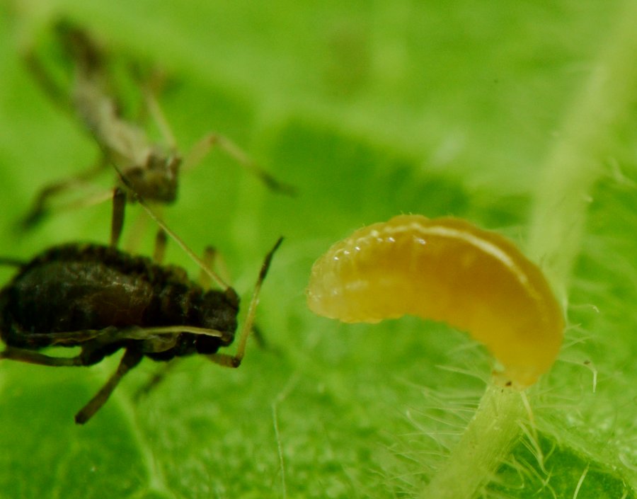 Cecidomyiidae Aphidoletes aphidimyza, dalla larva all''adulto