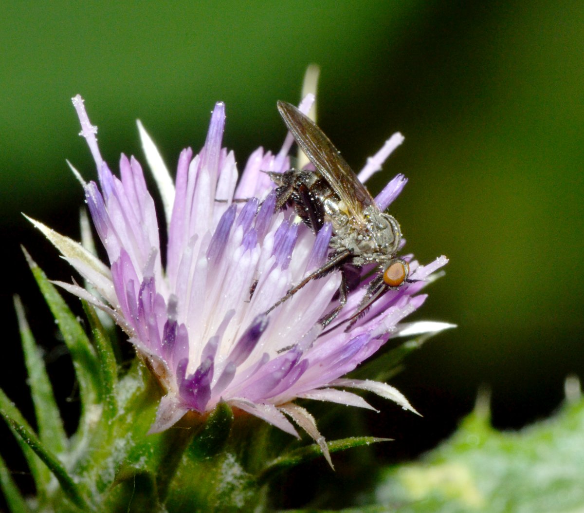 Empididae (Empis pennipes)