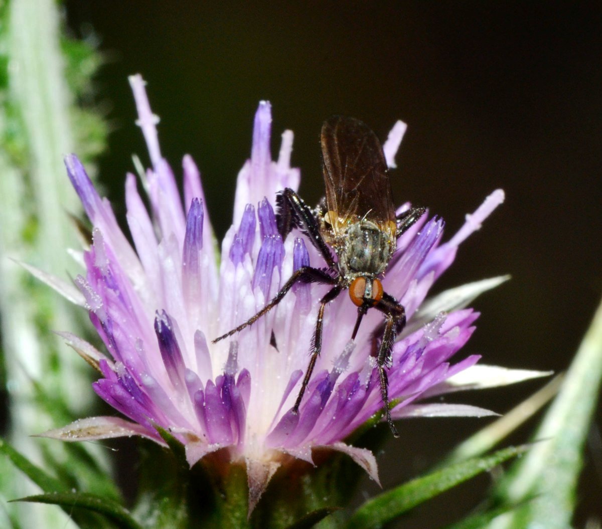 Empididae (Empis pennipes)