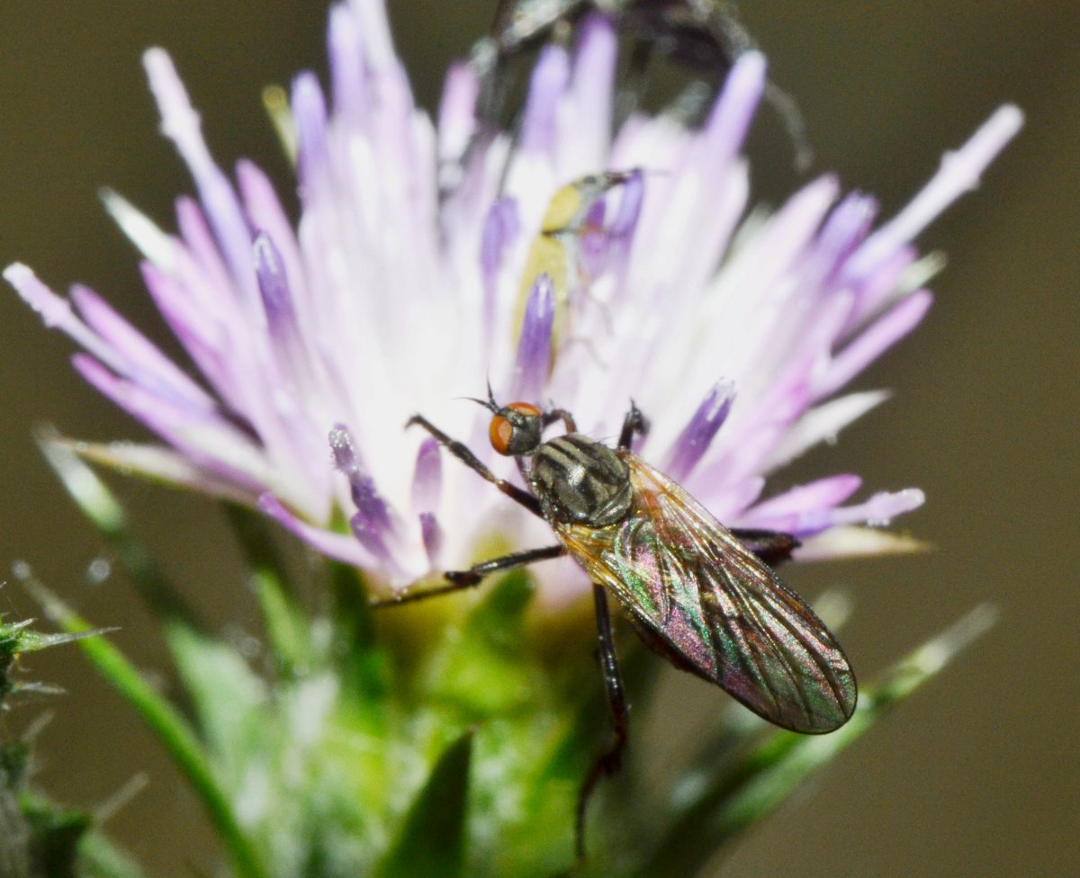 Empididae (Empis pennipes)