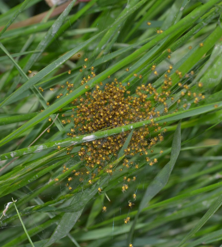 Araneus sp.