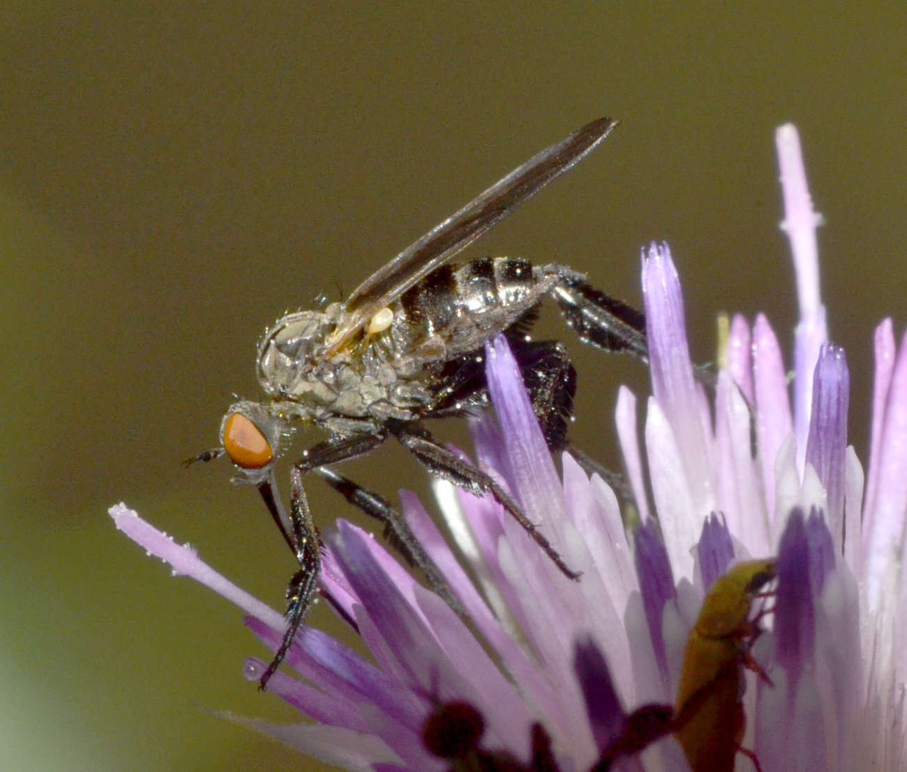 Empididae (Empis pennipes)