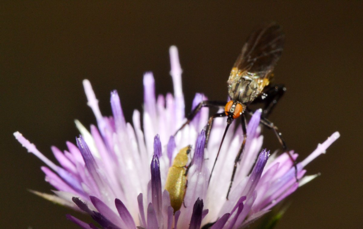 Empididae (Empis pennipes)