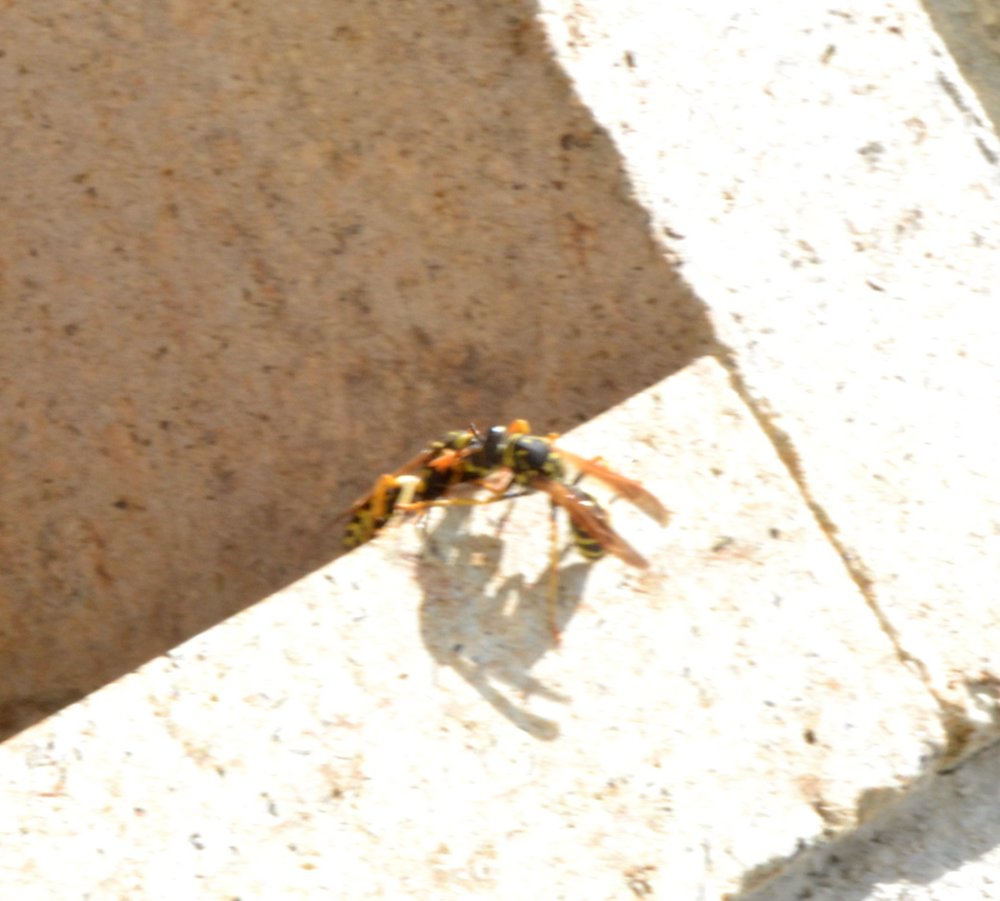 Colonie di fondatrici di P.dominulus