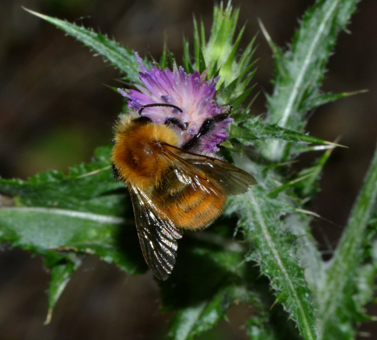 Bombus pascuorum