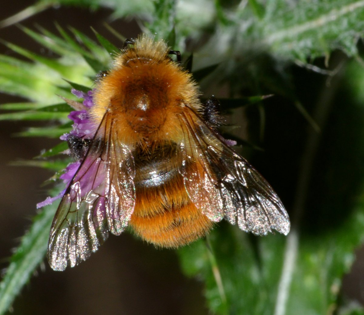 Bombus pascuorum