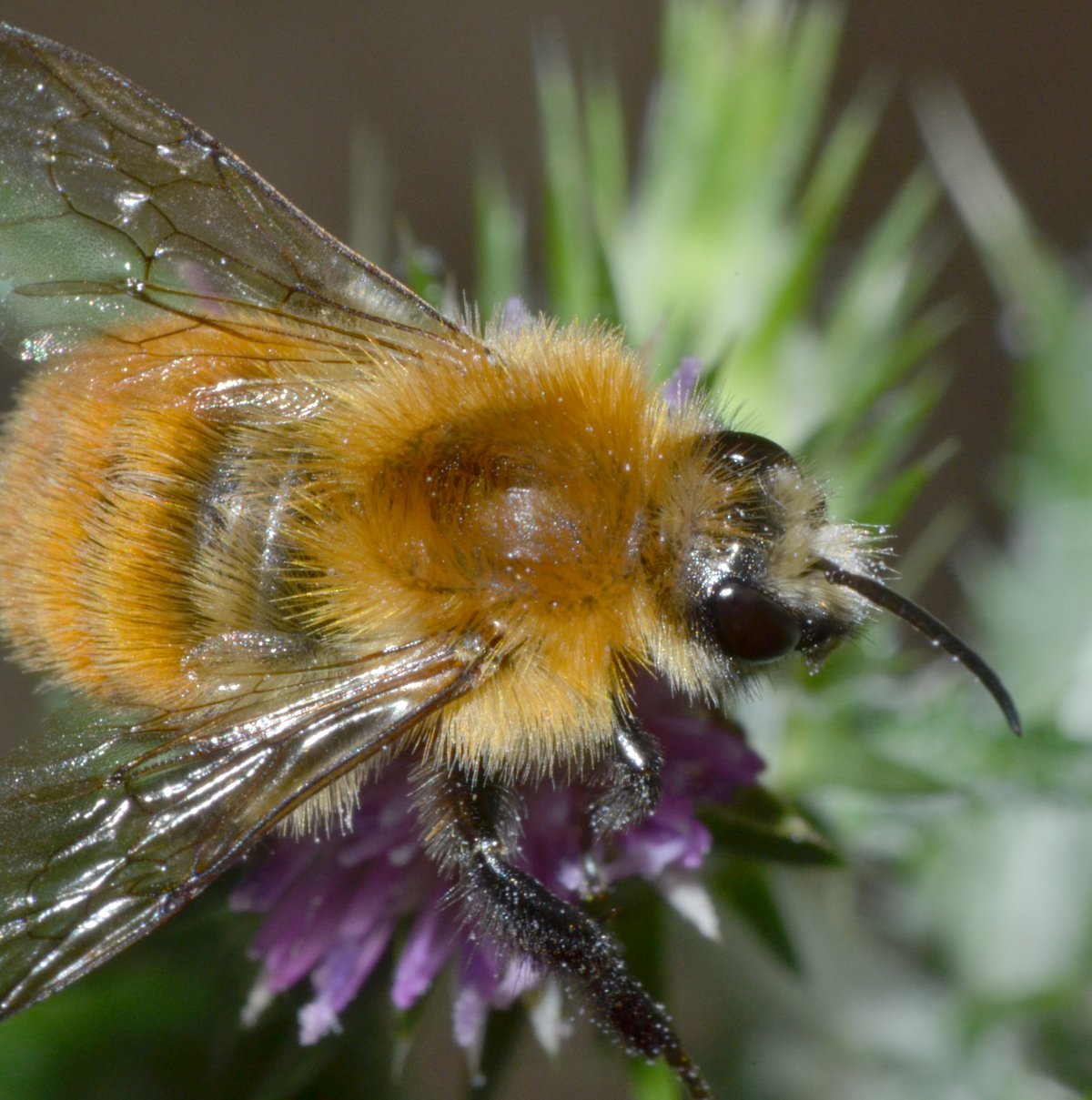 Bombus pascuorum