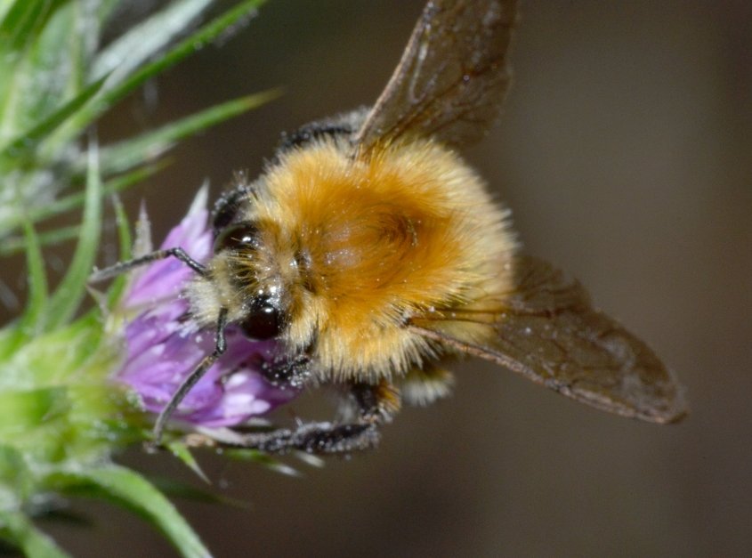 Bombus pascuorum