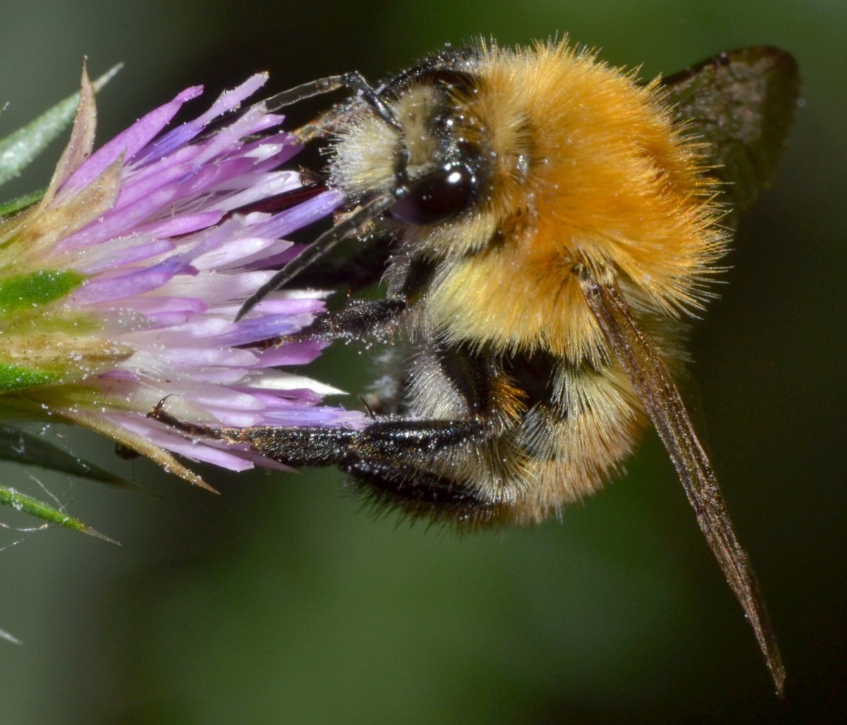 Bombus pascuorum