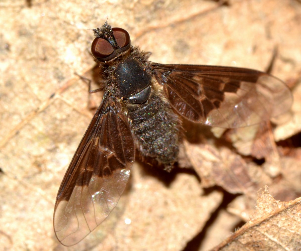 Hemipenthes morio (Bombyliidae)