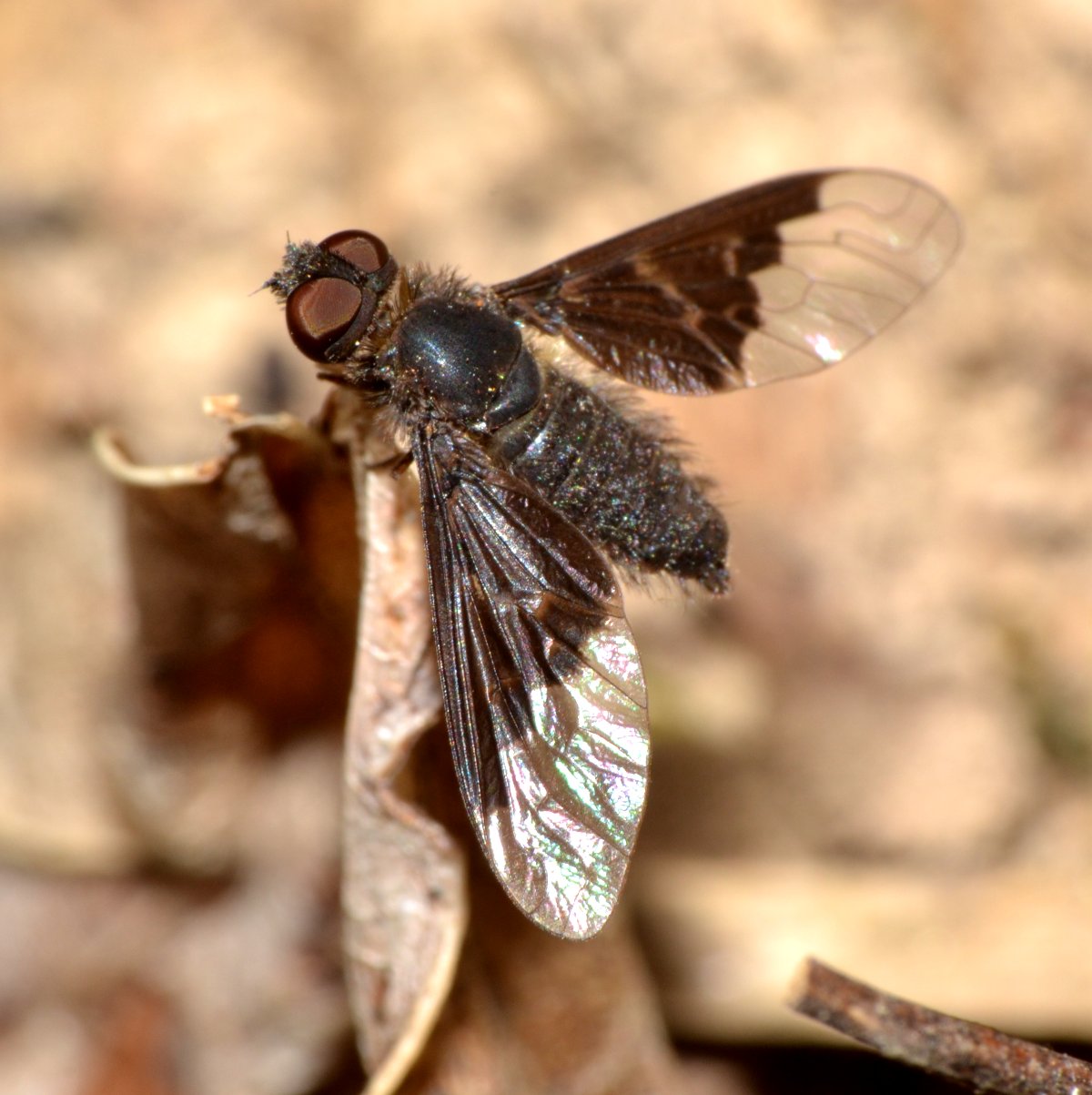 Hemipenthes morio (Bombyliidae)