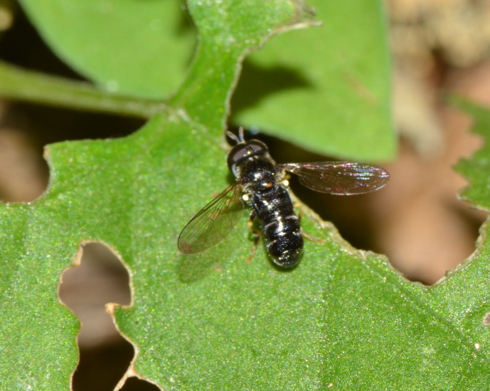 Paragus sp.