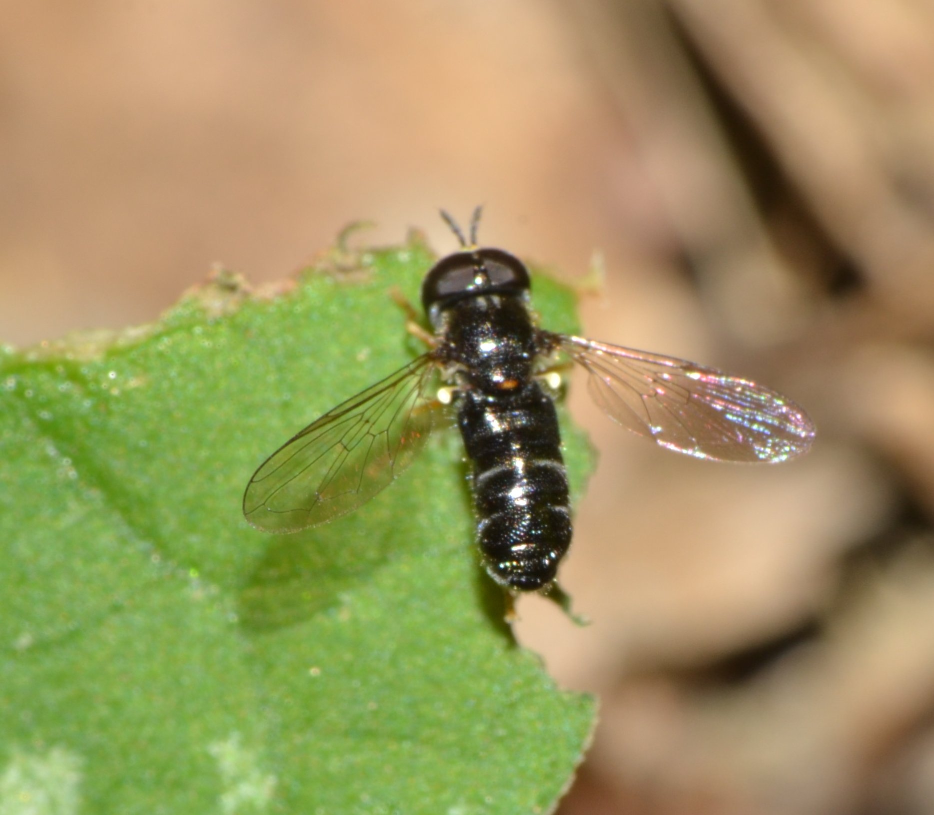 Paragus sp.