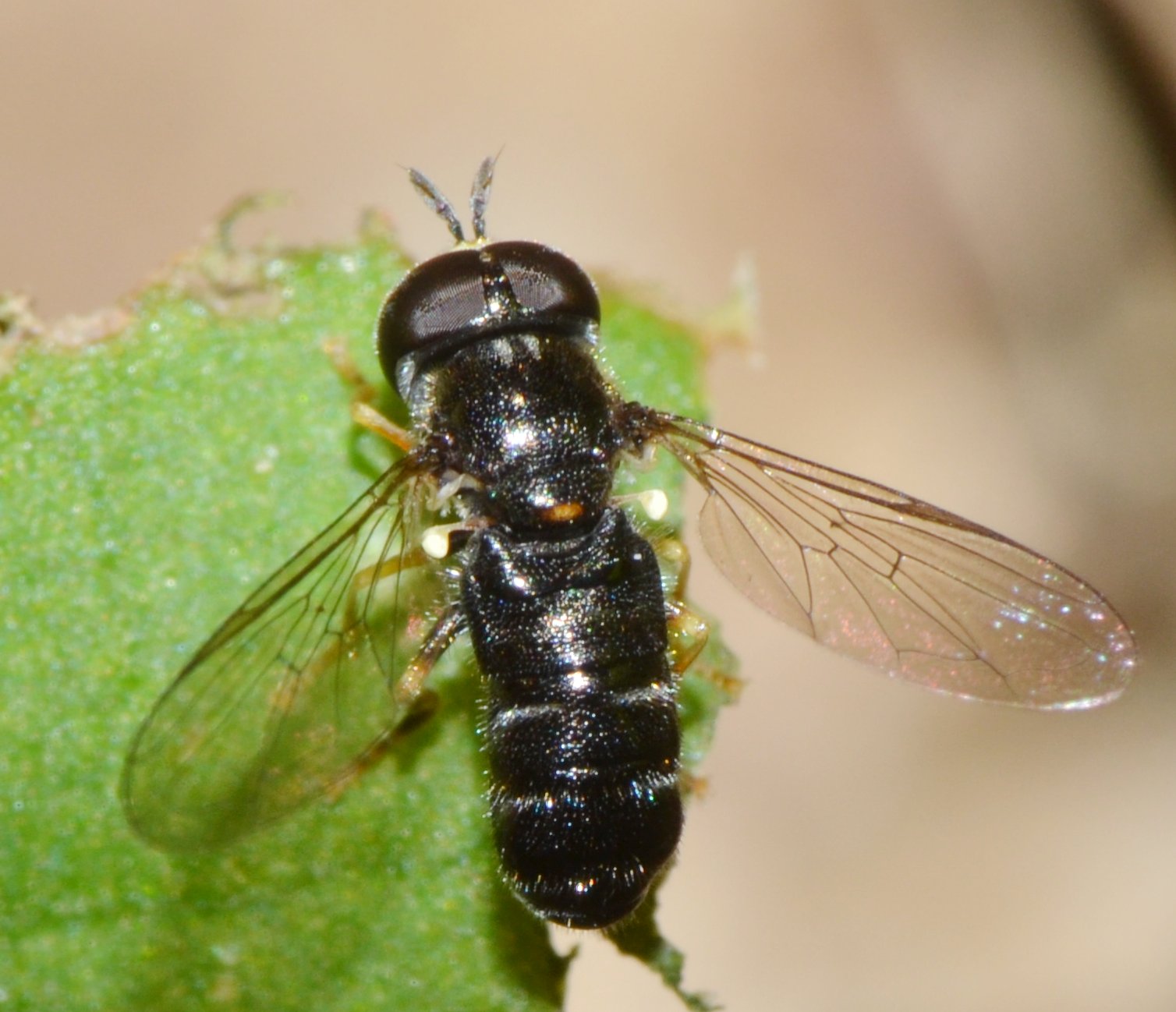 Paragus sp.