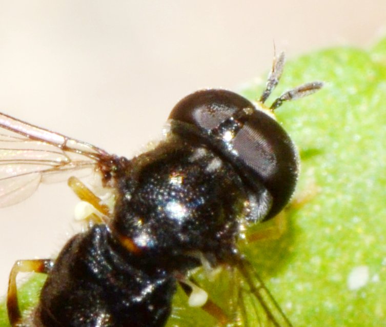 Paragus sp.