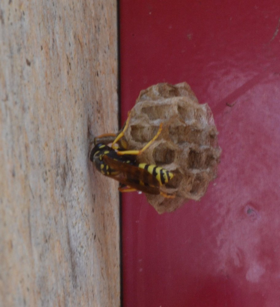 Colonie di fondatrici di P.dominulus