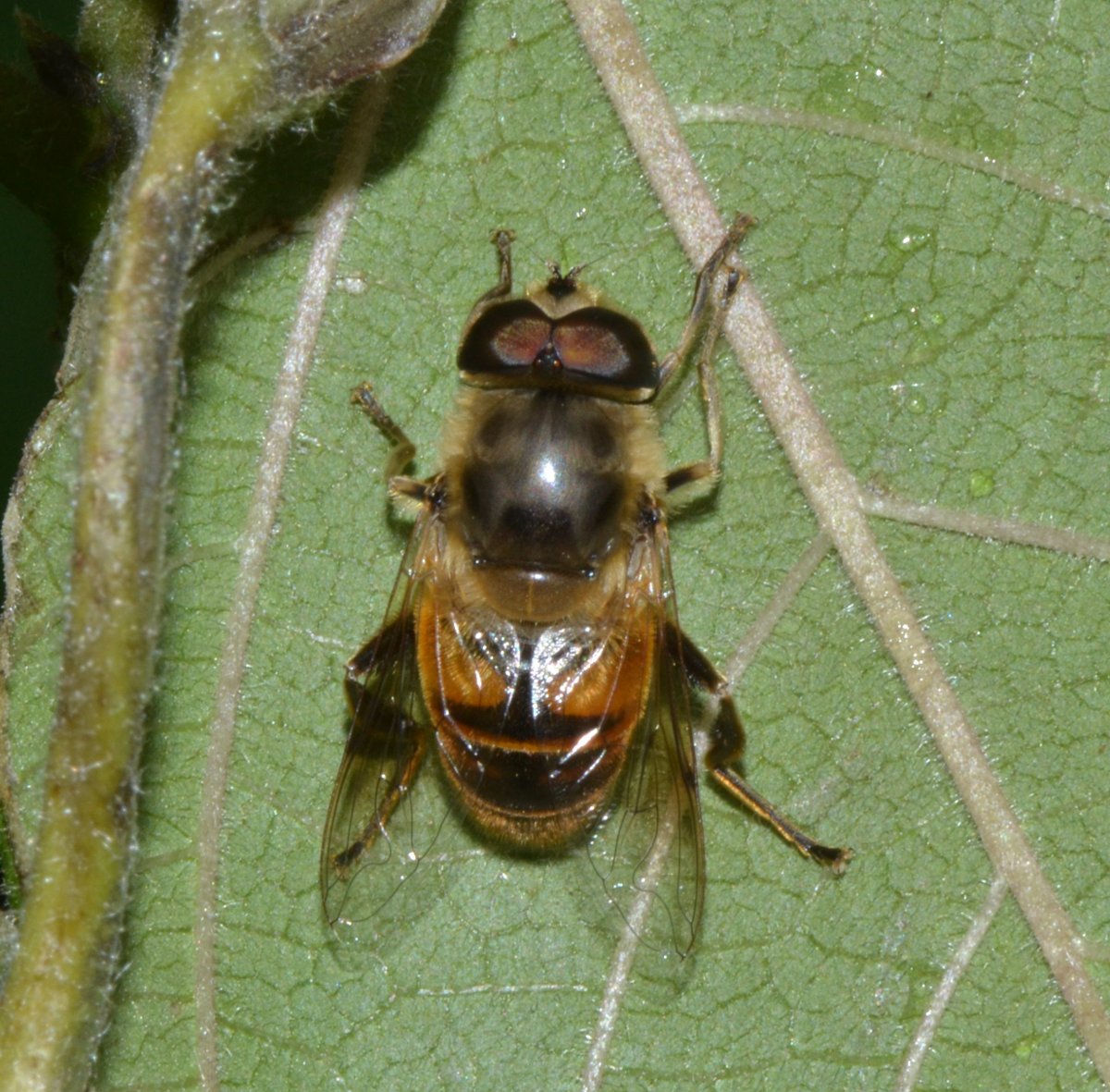 Syrphidae Eristalis tenax maschio