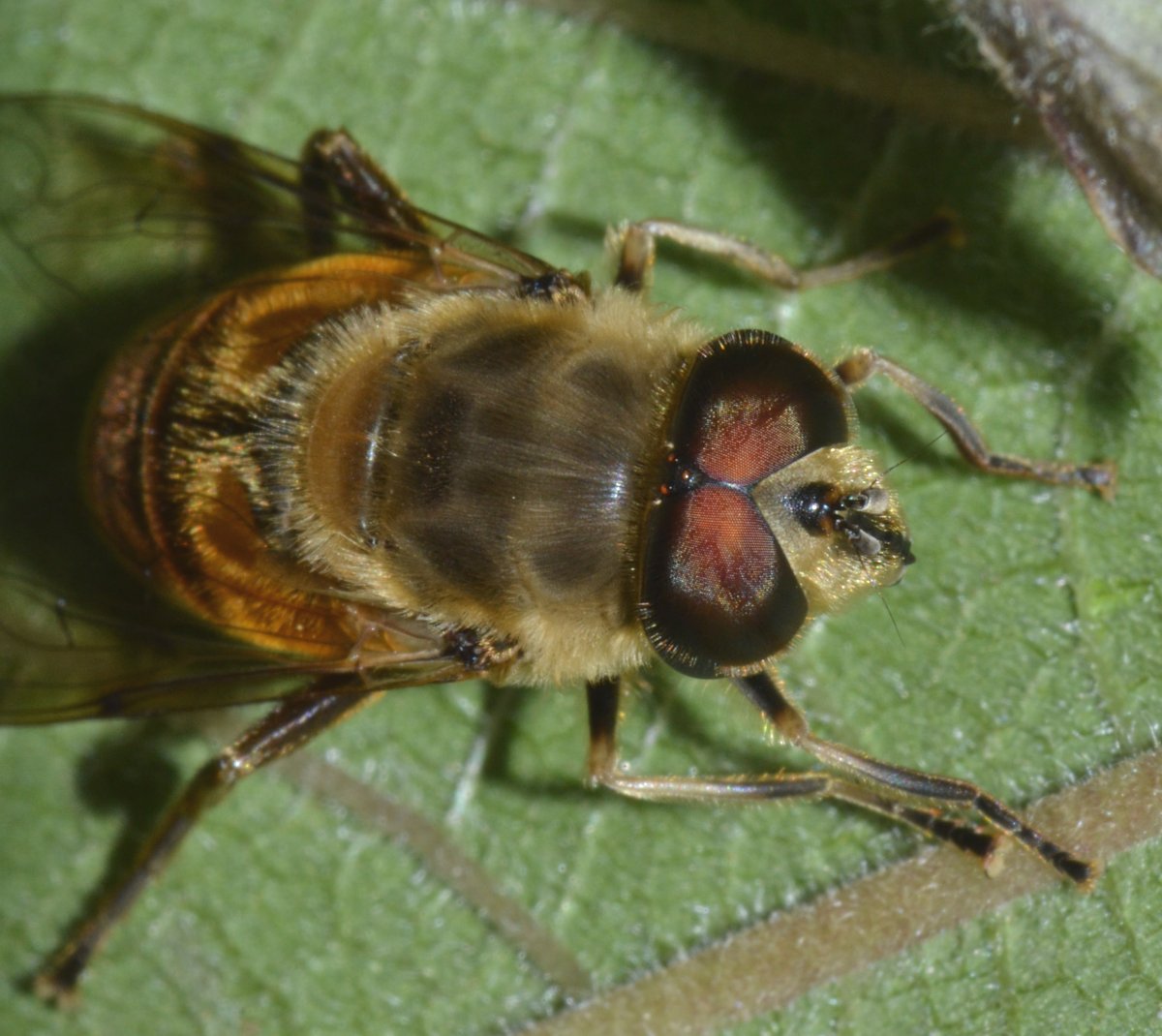 Syrphidae Eristalis tenax maschio