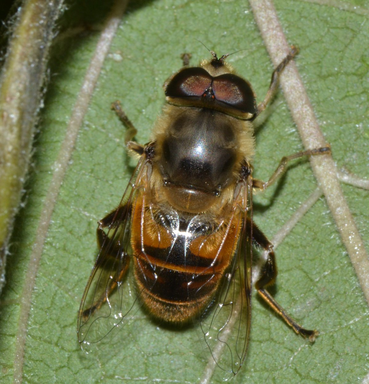 Syrphidae Eristalis tenax maschio