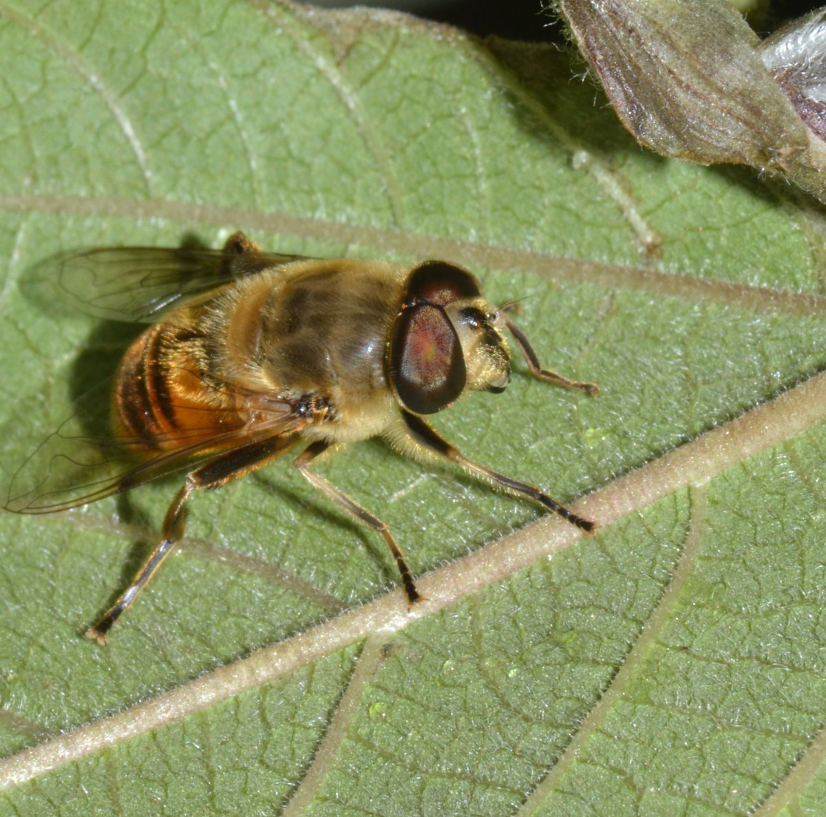 Syrphidae Eristalis tenax maschio