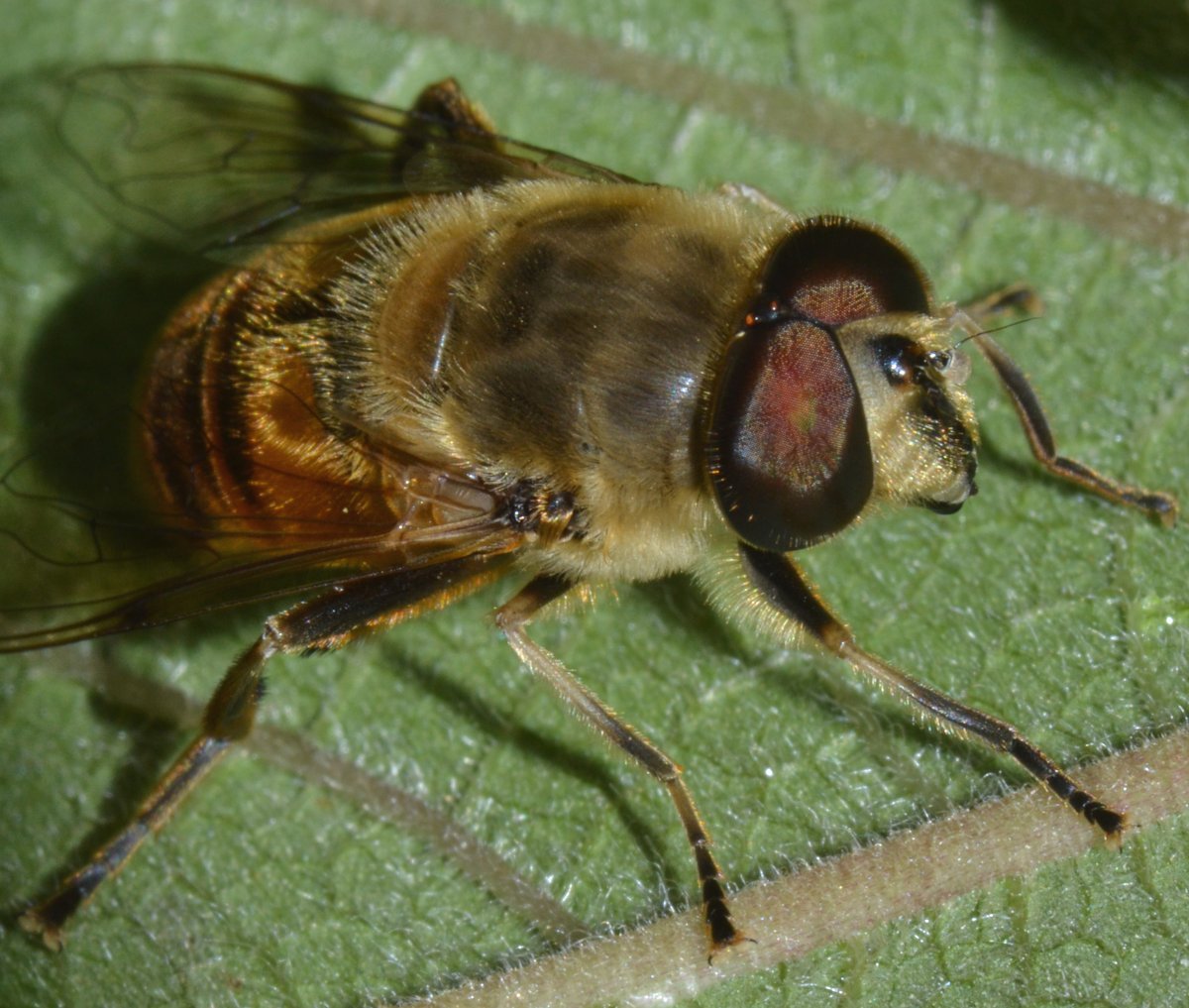 Syrphidae Eristalis tenax maschio